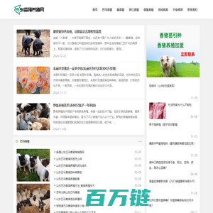 巴马香猪_香猪价格_香猪养殖加盟-91香猪养殖网